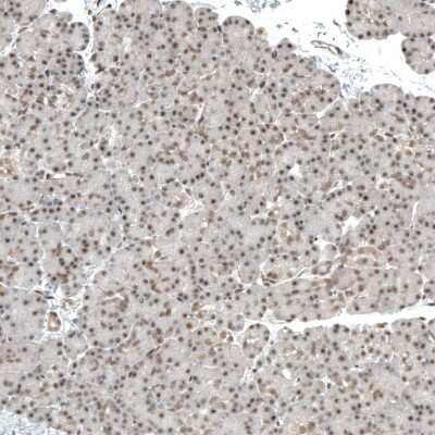 Immunohistochemistry-Paraffin: MED20 Antibody [NBP1-84140] - Staining of human pancreas shows moderate nuclear positivity in exocrine glandular cells.