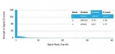 Protein Array: MED21 Antibody (PCRP-MED21-4B5) - Azide and BSA Free [NBP3-14069] - Analysis of Protein Array containing more than 19,000 full-length human proteins using MED21 Antibody (PCRP-MED21-4B5).