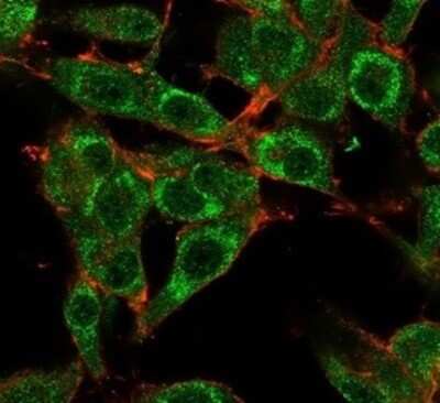 Immunocytochemistry/Immunofluorescence: MED21 Antibody (PCRP-MED21-4B5) [NBP3-13814] - Immunofluorescence Analysis of PFA-fixed U87 cells stained using MED21 Antibody (PCRP-MED21-4B5) followed by goat anti-mouse IgG-CF488. Membrane stained with phalloidin.