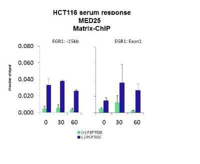 Chromatin Immunoprecipitation: MED25 Antibody [NBP2-83188] - Quiescent human colon carcinoma HCT116 cultures were treated with 10% FBS for three time points (0, 15, 30min) or (0, 30, 60min) were used in Matrix-ChIP and real-time PCR assays at EGR1 gene (Exon1) and 15kb upstream site.