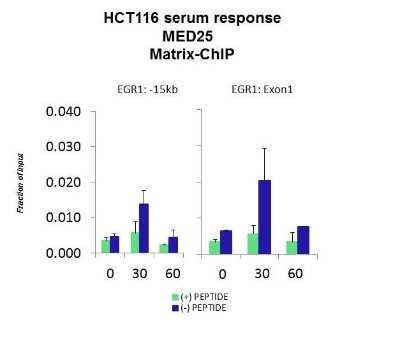 Chromatin Immunoprecipitation: MED25 Antibody [NBP2-83189] - Quiescent human colon carcinoma HCT116 cultures were treated with 10% FBS for three time points (0, 15, 30min) or (0, 30, 60min) were used in Matrix-ChIP and real-time PCR assays at EGR1 gene (Exon1) and 15kb upstream site.