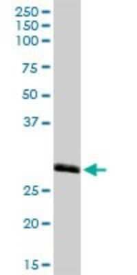 Western Blot: MED27 Antibody [H00009442-D01P] - Analysis of MED27 expression in human kidney.