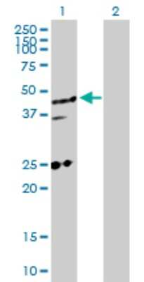 Western Blot: MED27 Antibody [H00009442-D01P] - Analysis of MED27 expression in transfected 293T cell line by MED27 polyclonal antibody.Lane 1: MED27 transfected lysate(35.40 KDa).Lane 2: Non-transfected lysate.