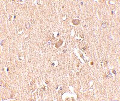 Immunohistochemistry-Paraffin: MED28 Antibody [NBP1-76931] - Human brain tissue with MED28 antibody at 2.5 ug/ml.