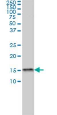 Western Blot: MED31 Antibody (2C8) [H00051003-M01] - MED31 monoclonal antibody (M01), clone 2C8 Analysis of MED31 expression in MCF-7.