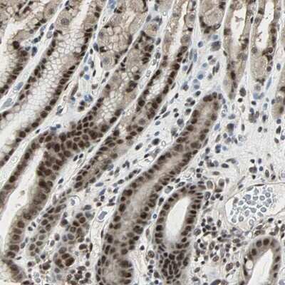 Immunohistochemistry-Paraffin: MED4 Antibody [NBP1-84977] - Staining of human stomach shows strong nuclear positivity in glandular cells.