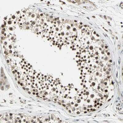 Immunohistochemistry-Paraffin: MED4 Antibody [NBP1-84977] - Staining of human Testis shows strong nuclear positivity in cells in seminiferous ducts.