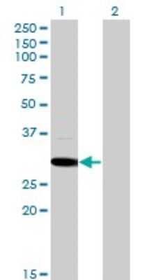 Western Blot: MED6 Antibody (4C2) [H00010001-M07] - Analysis of MED6 expression in transfected 293T cell line by MED6 monoclonal antibody (M07), clone 4C2. Lane 1: MED6 transfected lysatE (28.4 KDa). Lane 2: Non-transfected lysate.