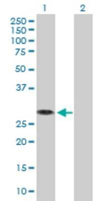 Western Blot: MED6 Antibody [H00010001-B02P] - Analysis of MED6 expression in transfected 293T cell line by MED6 polyclonal antibody.  Lane 1: MED6 transfected lysate(27.06 KDa). Lane 2: Non-transfected lysate.