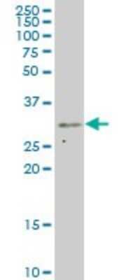 Western Blot MED7 Antibody (2D7) - Azide and BSA Free