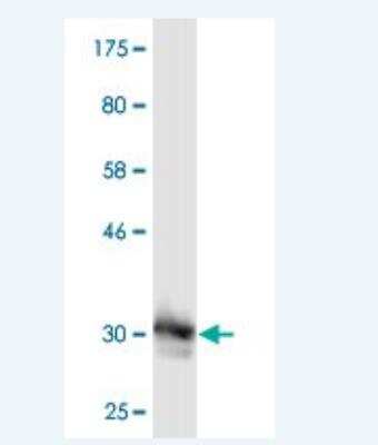 Western Blot: MED8 Antibody (1E5) [H00112950-M08] - Detection against Immunogen (32.23 KDa) .