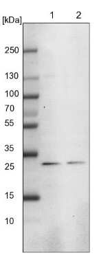 Western Blot MED8 Antibody - BSA Free