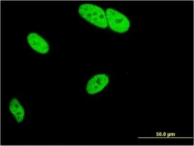 Immunocytochemistry/ Immunofluorescence MED9 Antibody (7F1) - Azide and BSA Free