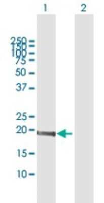 Western Blot MED9 Antibody - Azide and BSA Free