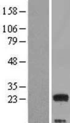 Western Blot MED9 Overexpression Lysate