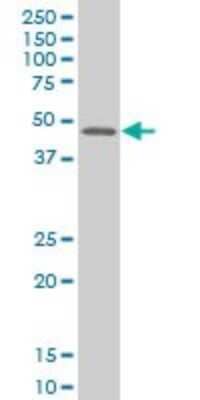Western Blot MEF2B Antibody (4B5) - Azide and BSA Free