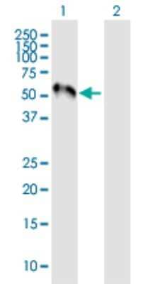 Western Blot: MEF2C Antibody [H00004208-B02P] - Analysis of MEF2C expression in transfected 293T cell line by MEF2C polyclonal antibody.  Lane 1: MEF2C transfected lysate(50.90 KDa). Lane 2: Non-transfected lysate.
