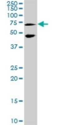 Western Blot: MEF2C Antibody [H00004208-D01P] - Analysis of MEF2C expression in IMR-32.