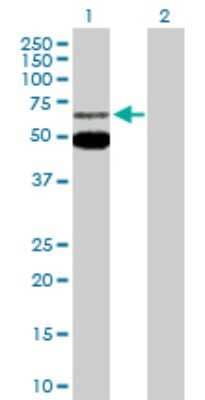 Western Blot: MEF2C Antibody [H00004208-D01P] - Analysis of MEF2C expression in transfected 293T cell line by MEF2C polyclonal antibody.Lane 1: MEF2C transfected lysate(50.90 KDa).Lane 2: Non-transfected lysate.