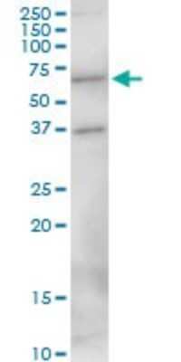 Western Blot: MEF2D Antibody [H00004209-B01P] - Analysis of MEF2D expression in HepG2.