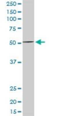Western Blot: MEF2D Antibody [H00004209-D01P] - Analysis of MEF2D expression in human kidney.