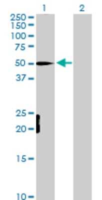 Western Blot: MEF2D Antibody [H00004209-D01P] - Analysis of MEF2D expression in transfected 293T cell line by MEF2D polyclonal antibody.Lane 1: MEF2D transfected lysate(55.90 KDa).Lane 2: Non-transfected lysate.