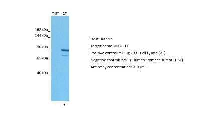 Western Blot MEGF11 Antibody