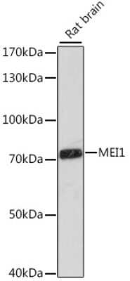 Western Blot: MEI1 Antibody [NBP3-04361] - Analysis of extracts of rat brain, using MEI1 antibody at 1:1000 dilution. Secondary antibody: HRP Goat Anti-Rabbit IgG (H+L) at 1:10000 dilution. Lysates/proteins: 25ug per lane. Blocking buffer: 3% nonfat dry milk in TBST. Detection: ECL Basic Kit . Exp