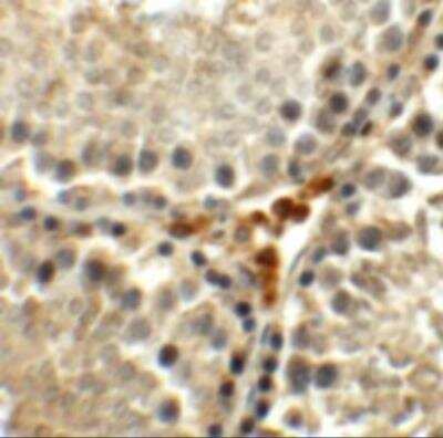 Immunohistochemistry MEIG1 Antibody - BSA Free