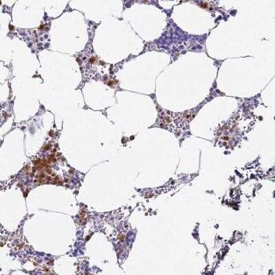 Immunohistochemistry-Paraffin MEIG1 Antibody