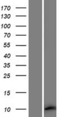 Western Blot MEIG1 Overexpression Lysate