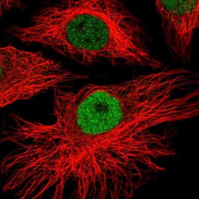 Immunocytochemistry/Immunofluorescence: MEIS1 Antibody [NBP2-38776] - Staining of human cell line HeLa shows localization to nucleoplasm. Antibody staining is shown in green.