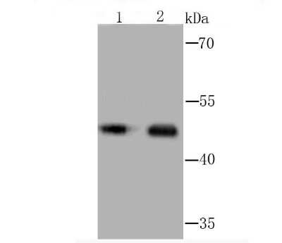 Western Blot: MEIS1 Antibody (JA13-26) [NBP2-66944] - Analysis of MEIS1 on human skeletal muscle (1) and mouse brain (2) tissue lysate using anti-MEIS1 antibody at 1/1,000 dilution.