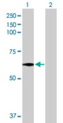 Western Blot: MEIS2 Antibody [H00004212-D01P] - Analysis of MEIS2 expression in transfected 293T cell line by MEIS2 polyclonal antibody.Lane 1: MEIS2 transfected lysate(51.10 KDa).Lane 2: Non-transfected lysate.