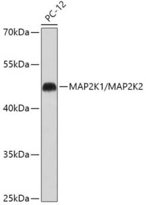 Western Blot: MEK1/2 Antibody [NBP3-05651] - Analysis of extracts of PC-12 cells, using MEK1/2 antibody (NBP3-05651) at 1:500 dilution. Secondary antibody: HRP Goat Anti-Rabbit IgG (H+L) at 1:10000 dilution. Lysates/proteins: 25ug per lane. Blocking buffer: 3% nonfat dry milk in TBST. Detection: ECL Basic Kit. Exposure time: 30s.