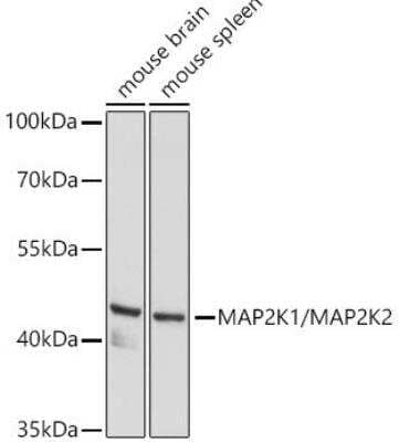 Western Blot: MEK1/2 Antibody [NBP3-05651] -  Analysis of extracts of various cell lines, using MAP2K1/MAP2K2 antibody at 1:500 dilution. Secondary antibody: HRP Goat Anti-Rabbit IgG (H+L)  at 1:10000 dilution. Lysates/proteins: 25ug per lane. Blocking buffer: 3% nonfat dry milk in TBST.Detection: ECL Basic Kit. Exposure time: 60s.