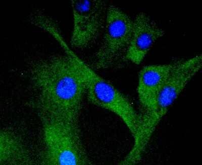 Immunocytochemistry/Immunofluorescence: MEK1 [p Ser298] Antibody (SD206-7) [NBP2-67770] - Staining Phospho-MEK1 (S298) in NIH/3T3 cells (green). The nuclear counter stain is DAPI (blue). Cells were fixed in paraformaldehyde, permeabilised with 0.25% Triton X100/PBS.