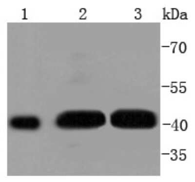 Western Blot: MEK1 [p Ser298] Antibody (SD206-7) [NBP2-67770] - Analysis of Phospho-MEK1 (S298) on different lysates using anti-Phospho-MEK1 (S298) antibody at 1/1,000 dilution. Positive control: Lane 1: Hela Lane 2: NIH/3T3 Lane 3: A431