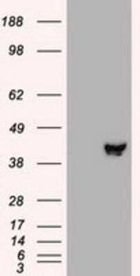 Western Blot: MEK2 Antibody (OTI8G6) - Azide and BSA Free [NBP2-72646] - HEK293T cells were transfected with the pCMV6-ENTRY control (Left lane) or pCMV6-ENTRY MEK2 (Right lane) cDNA for 48 hrs and lysed. Equivalent amounts of cell lysates (5 ug per lane) were separated by SDS-PAGE and immunoblotted with anti-MEK2.