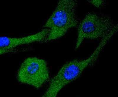 Immunocytochemistry/Immunofluorescence: MEK2 Antibody (SD207-08) [NBP2-67791] - ICC staining MEK2 in NIH/3T3 cells (green). The nuclear counter stain is DAPI (blue). Cells were fixed in paraformaldehyde, permeabilised with 0.25% Triton X100/PBS.