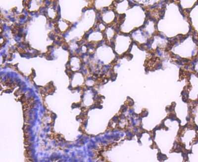 Immunohistochemistry-Paraffin: MEK2 Antibody (SD207-08) [NBP2-67791] - Analysis of paraffin-embedded mouse lung tissue using anti-MEK2 antibody. Counter stained with hematoxylin.