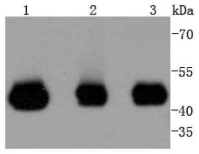 Western Blot: MEK2 Antibody (SD207-08) [NBP2-67791] - Analysis of MEK2 on different lysates using anti-MEK2 antibody at 1/1,000 dilution. Positive control: Lane 1: Jurkat Lane 2: Hela Lane 3: 293T