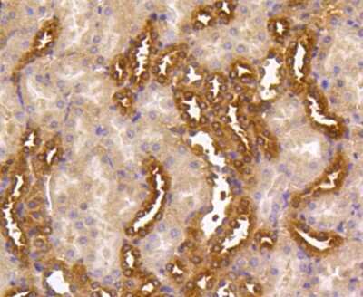 Immunohistochemistry-Paraffin: MEK2 Antibody (SR13-07) [NBP2-67332] - Analysis of paraffin-embedded mouse kidney tissue using anti-MEK1/2 antibody. Counter stained with hematoxylin.
