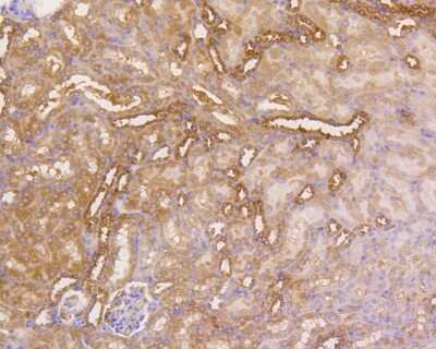 Immunohistochemistry-Paraffin: MEK2 Antibody (SR13-07) [NBP2-67332] - Immunohistochemical analysis of paraffin-embedded mouse kidney tissue using anti-MEK2 antibody. The section was pre-treated using heat mediated antigen retrieval with Tris-EDTA buffer (pH 8.0-8.4) for 20 minutes. The tissues were blocked in 5% BSA for 30 minutes at room temperature, washed with ddH2O and PBS, and then probed with the primary antibody (ET1602-3, 1/50) for 30 minutes at room temperature. The detection was performed using an HRP conjugated compact polymer system. DAB was used as the chromogen. Tissues were counterstained with hematoxylin and mounted with DPX.