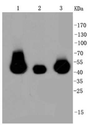 Western Blot: MEK2 Antibody (SR13-07) [NBP2-67332] - Analysis of MEK1/2 on different cell lysates using anti-MEK1/2 antibody at 1/1,000 dilution. Positive control: Lane 1: HepG2 Lane 2: PC12 Lane 3: NIH/3T3