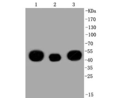 Western Blot: MEK2 Antibody (SR13-07) [NBP2-67332] - Western blot analysis of MEK2 on different lysates. Proteins were transferred to a PVDF membrane and blocked with 5% BSA in PBS for 1 hour at room temperature. The primary antibody (1/500) was used in 5% BSA at room temperature for 2 hours. Goat Anti-Rabb