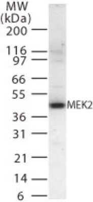 Western Blot: MEK2 Antibody [NB100-56449] - Analysis of MEK2 in 15 ugs of 293 cell lysate using this antibody.