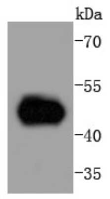 Western Blot: MEK5 Antibody (SD208-6) [NBP2-67763] - Analysis of MEK5 on Hela cells lysates using anti-MEK5 antibody at 1/1,000 dilution.
