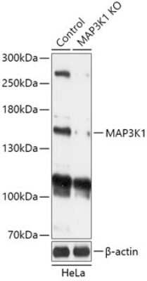 Knockout Validated: MEKK1 Antibody [NBP3-02961] - Analysis of extracts from normal (control) and MAP3K1 knockout (KO) HeLa cells, using MEKK1 antibody at 1:1000 dilution. Secondary antibody: HRP Goat Anti-Rabbit IgG (H+L) at 1:10000 dilution. Lysates/proteins: 25ug per lane. Blocking buffer: 3% nonfat dry milk in TBST. Detection:Basic ECL Kit