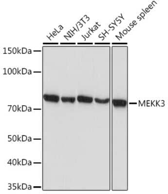 Western Blot: MEKK3 Antibody (9N3Y9) [NBP3-16252] - Western blot analysis of extracts of various cell lines, using MEKK3 Rabbit mAb (NBP3-16252) at 1:1000 dilution. Secondary antibody: HRP Goat Anti-Rabbit IgG (H+L) at 1:10000 dilution. Lysates/proteins: 25ug per lane. Blocking buffer: 3% nonfat dry milk in TBST. Detection: ECL Basic Kit. Exposure time: 10s.